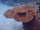 elfenbankjes koraal