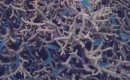 screensaver koraal