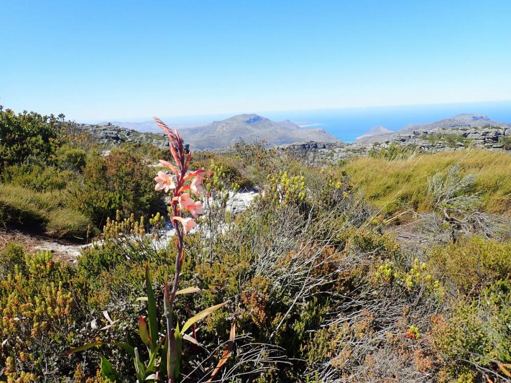 Bovenop de Tafelberg