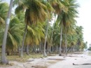 kokosnotenboomgaard