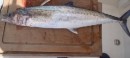 Cero mackerel
