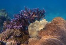 mooi koraal