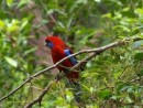 Rode australische papaegaai