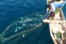 Wonderbaarlijke visvangst rond onze boot voor anker
