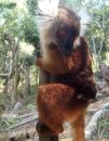 Lemur met een jong aan de middel
