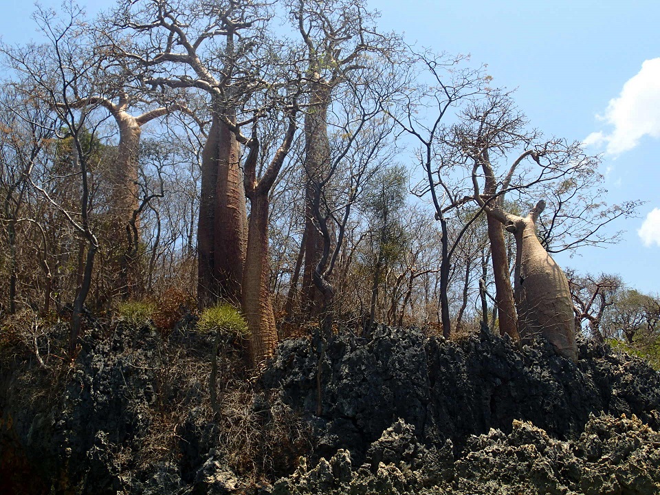 Baobabs, verstilde reuzen.....