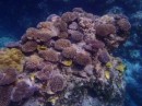 mooi koraal
