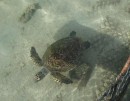 eenzame zeeschildpad in opvangcentrum