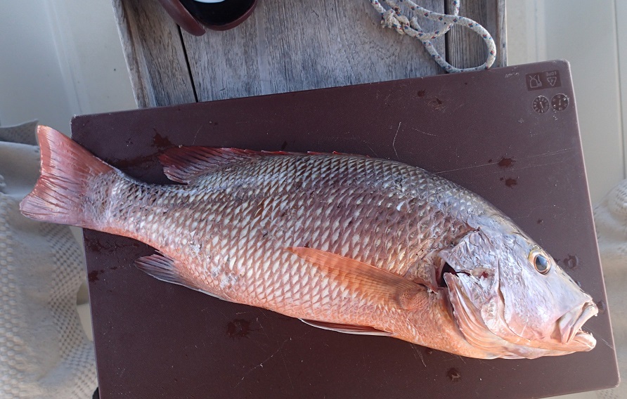 Red snapper....