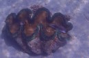 volwassen giant clam
