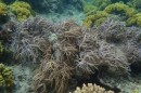Soft coral 1