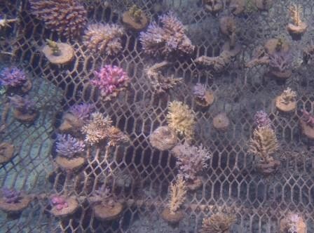 koraal kweken op cement schijfjes