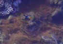 zee anemoon met anemoonvissen