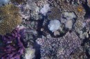 pluizige bollen soft coral