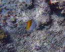 threadfin butterflyfish