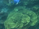 cabbage coral, let op de duiker voor de afmeting