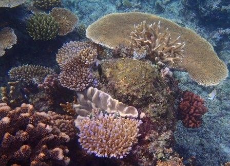 veel soorten koraal