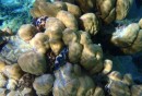 bewegende blauwe mondjes op het koraal, geen idee wat het is