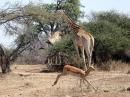Giraffes en een impala