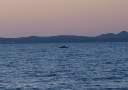 walvis wacht ons op