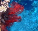 felrood fan koraal