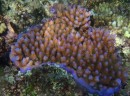 koraal boeket