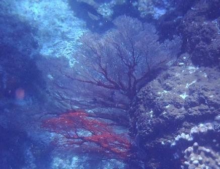 fan koraal diep