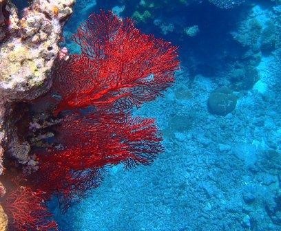 felrood fan koraal