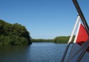 alleen mangroves en water