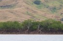 mangroves en dorre heuvels