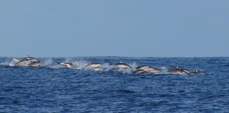 groep jagende dolfijnen
