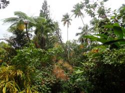 .....veel verschillende tropische planten en bomen