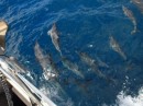 dolfijnen op bezoek