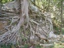 Banyanboom overgroeit een ruine