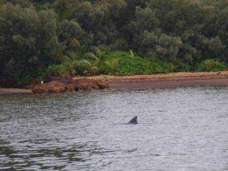 ... ook daar een dolfijn op bezoek