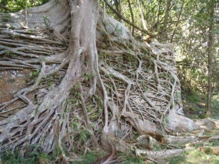 Banyanboom overgroeit een ruine