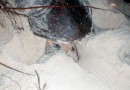 Hawksbill turtle laying 120 eggs