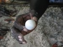 Hawksbill turtle egg. 