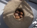 Megapode eggs (gifts from the rangers)