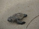 Baby hawksbill. Too cute for words.