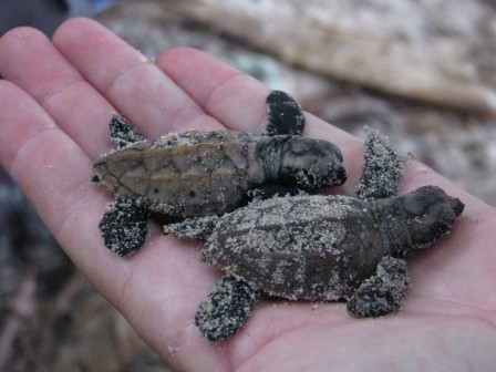 Baby hawskbill turtles. Full grown, their shells can be up to a yard long.