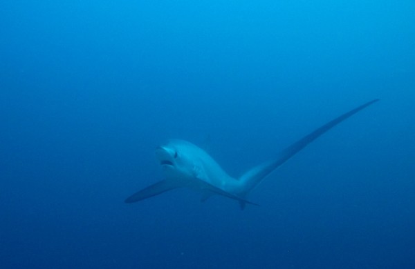 Rare thresher shark Philippines 2012