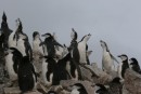 Chorus of Chinstrap penguins