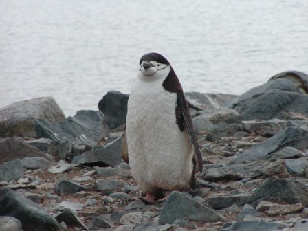 Chinstrap penguin back from the sea