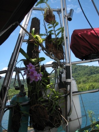 The orchid garden on the back deck. 