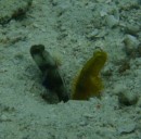George and Gracie Goby on the reef 