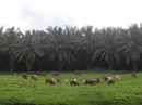 I grew up in Iowa and never recall seeing palm trees in the pastures...?