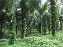 Oil palm trees 