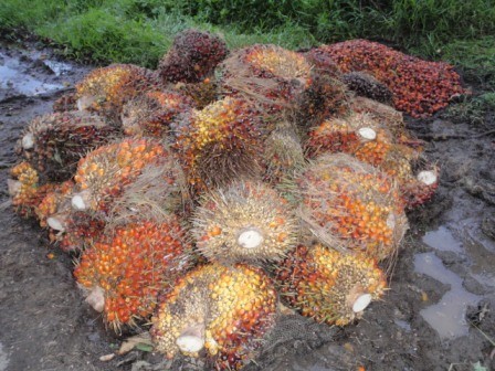 Oil palm fruit on the side of the road to be picked up and taken to processing plant