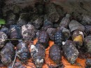 WW II hand grenades recovered at Peleliu